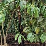 Coffea canephora पत्ता