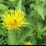 Inula heleniumBlomst