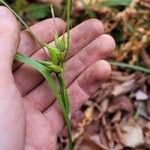 Carex intumescens Folla