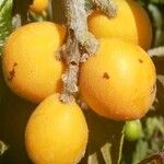 Eriobotrya japonica Plod