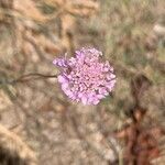 Scabiosa atropurpureaBlomma