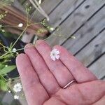 Gypsophila elegansКвітка