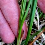 Carex rostrata Levél