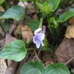 Viola rostrata Habitatea