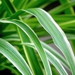 Chlorophytum comosum Leaf