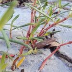 Sesuvium portulacastrum Leht