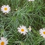 Argyranthemum gracile Habit