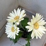 Gerbera leandriiКветка