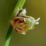 Isolepis setacea Květ