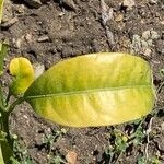 Citrus medica Leaf