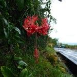 Hibiscus schizopetalus Cvet