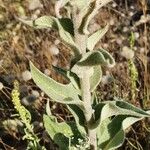 Verbascum niveum List