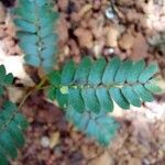 Phyllanthus niruri 葉