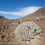 Euphorbia handiensis Habitat