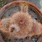 Echinocereus reichenbachii Feuille