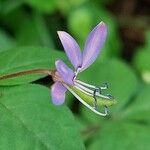 Cleome rutidosperma 花