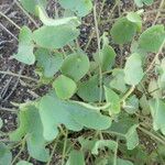 Ipomoea obscura Φύλλο