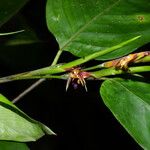 Ischnosiphon puberulus Flor