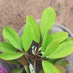 Desmodium tortuosum Yaprak