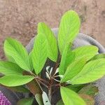 Desmodium tortuosum Blatt