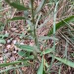 Galatella sedifolia Leaf