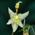 Bulbophyllum conchidioides 花