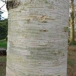 Betula ermanii Corteccia