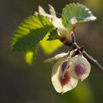 Ulmus minor Vaisius