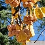 Ginkgo biloba Fruit