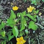 Lysimachia nemorum অভ্যাস