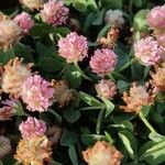 Trifolium fragiferumFlors