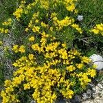 Cytisus decumbens Цвят