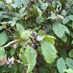 Cornus amomum Blad