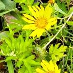 Grindelia integrifolia Çiçek