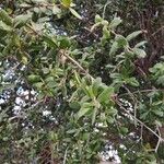 Quercus fusiformis Hoja
