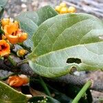 Oxera palmatinervia Leaf