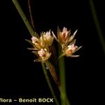 Juncus filiformis 果実