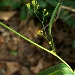 Bupleurum praealtum Leaf