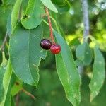 Prunus serotinaVaisius