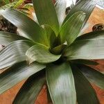 Vriesea imperialis Blad