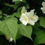 Philadelphus coronariusKvět