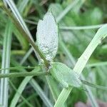 Ranunculus lanuginosus Yaprak