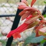 Salvia splendens Цвят