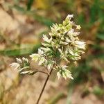 Poa badensis Flower