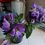 Eustoma russellianum Flower