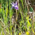 Moraea sisyrinchium عادت