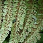 Dryopteris crassirhizoma Flower