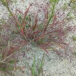 Eragrostis spectabilis Leaf