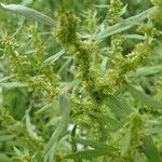 Rumex maritimus Plod