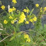 Rorippa sylvestris Flower